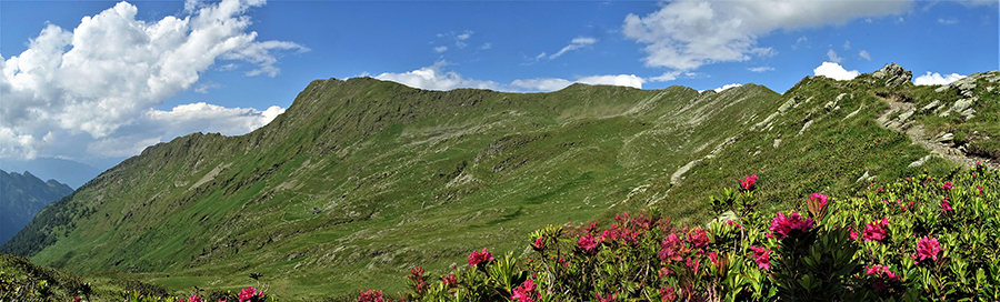 Dalla cresta Cima-Passo di Lemma fiorita di rododendri rossi